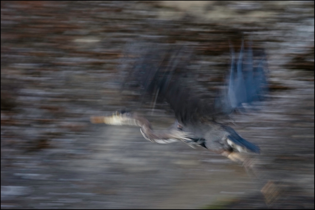 heron_flight